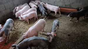 Purcei și purcele de vânzare!! - imagine 2