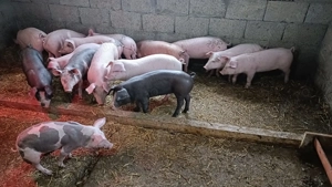 Purcei și purcele de vânzare!! - imagine 3