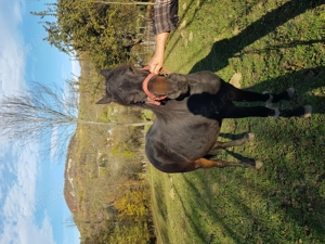 Manz de vanzare  - imagine 3