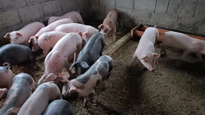 Purcei și purcele de vânzare!!