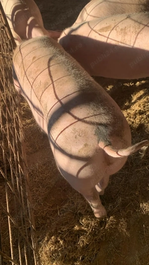 VAND PORCI rasa marele alb și rasa Bazna mici și mari 