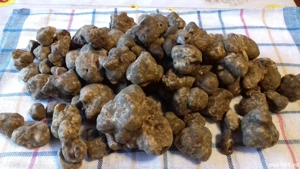 Lagotto Romagnollo pentru trufe - imagine 2