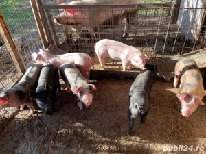 Purcei marele alb   pietran  - imagine 2 Purcei marele alb   pietran  - imagine 2