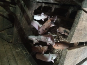 Vând purcei foarte mîncăciosi