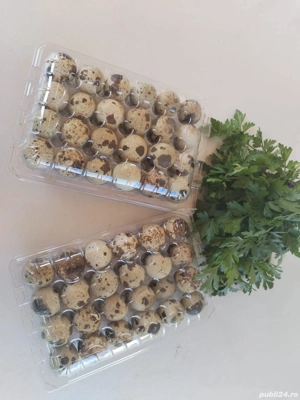 Ouă Prepeliță  - imagine 2