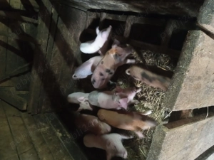 Vând purcei foarte mîncăciosi  - imagine 4