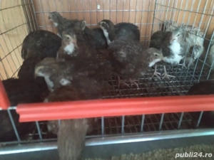 Ouă Prepeliță  - imagine 3