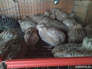 Ouă Prepeliță  - imagine 4