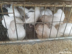 Ouă Prepeliță  - imagine 5