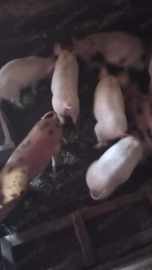 Vând purcei foarte mîncăciosi  - imagine 2