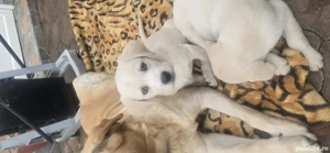 vînd cătei labrador  - imagine 2