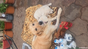 vînd cătei labrador  - imagine 4