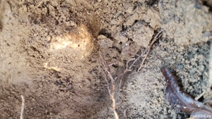 Lagotto Romagnollo pentru trufe - imagine 5