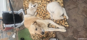 vînd cătei labrador