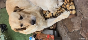 vînd cătei labrador  - imagine 3