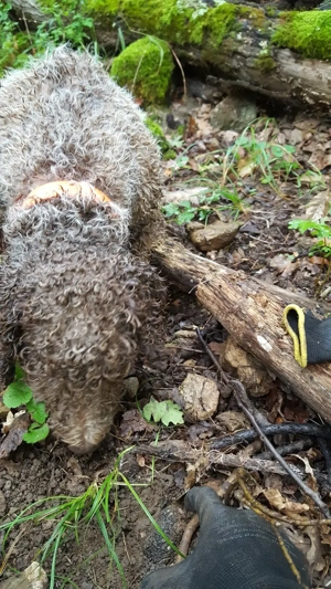 Lagotto Romagnollo pentru căutat trufe - imagine 4