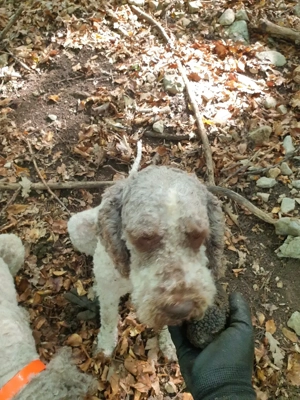 Lagotto Romagnollo pentru căutat trufe - imagine 5