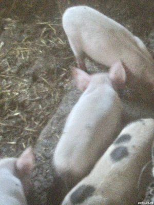 godani de vânzare si purcei