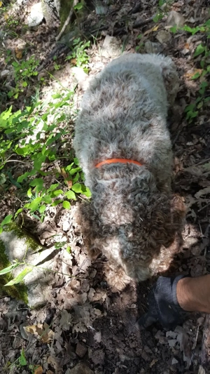 Lagotto Romagnollo pentru căutat trufe - imagine 3