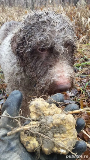 Lagotto Romagnollo pentru căutat trufe