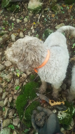 Lagotto Romagnollo pentru căutat trufe - imagine 2