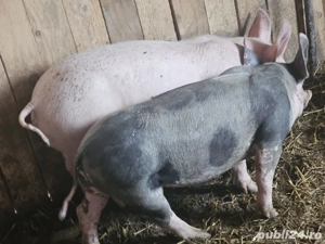 vând 2 soldani rasa de calitate de carne 30-35 kg 