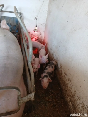 vand purcei mici - imagine 2 vand purcei mici - imagine 2