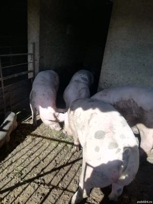 Porci de vânzare.   - imagine 2