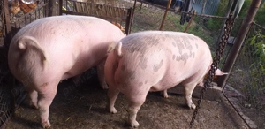 Vand porci  marele alb