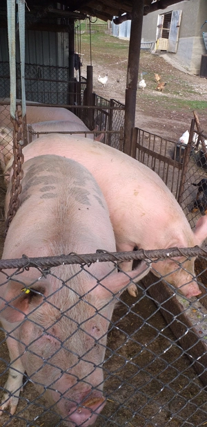 Vand porci  marele alb - imagine 2