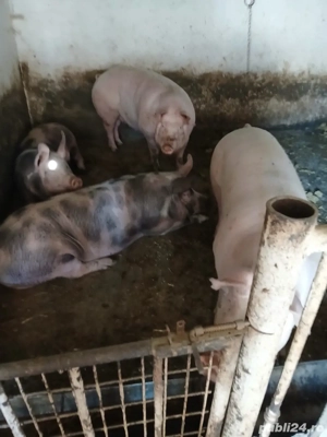 vand porci pentru taiat - imagine 3