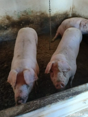 vand porci pentru taiat