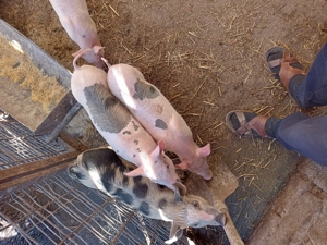 Purceluși mâncăciosi sunt în căutarea altei case