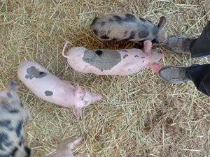 Vând purcei de 8 săptămâni 