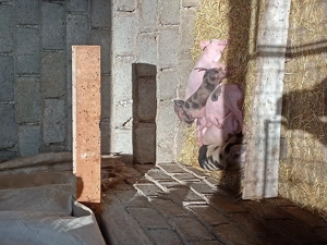 Purceluși mâncăciosi sunt în căutarea altei case - imagine 2