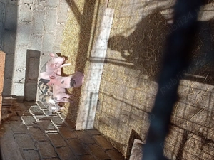 Purceluși mâncăciosi sunt în căutarea altei case - imagine 5