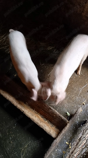 Purcei de vânzare  - imagine 2