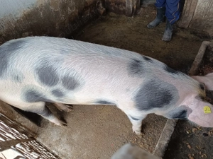 Porc de vânzare  - imagine 2 Porc de vânzare  - imagine 2