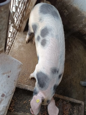 Porc de vânzare  - imagine 3 Porc de vânzare  - imagine 3