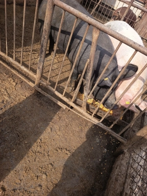 Porci pt craciun - imagine 2 Porci pt craciun - imagine 2