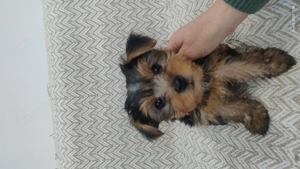 De vînzare patru cățeluși Yorkshire Terier 