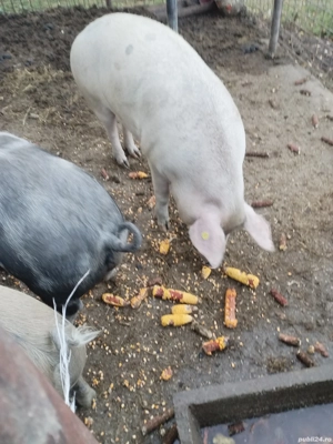 porci de vanzare - imagine 3 porci de vanzare - imagine 3