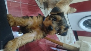 De vînzare patru cățeluși Yorkshire Terier 