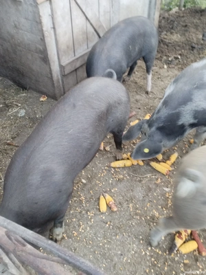 porci de vanzare - imagine 2 porci de vanzare - imagine 2