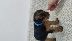 De vînzare patru cățeluși Yorkshire Terier  - imagine 2 De vînzare patru cățeluși Yorkshire Terier  - imagine 2