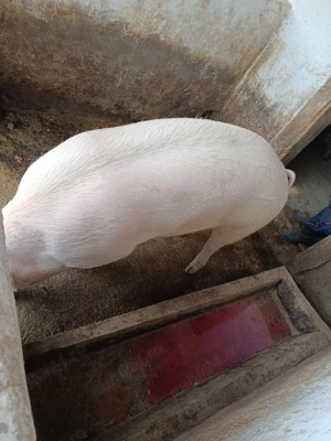 Porc de vanzare - imagine 2