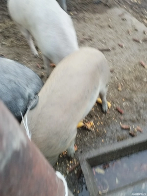 porci de vanzare - imagine 4 porci de vanzare - imagine 4