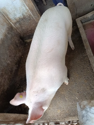 Porc de vanzare - imagine 3