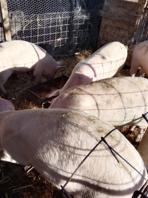 De Vanzare Porci - imagine 2