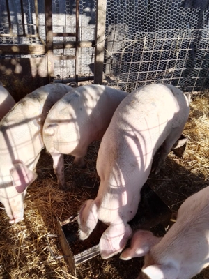 De Vanzare Porci - imagine 3